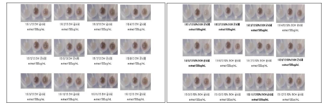 1차 시료를 이용한 멜라닌 형성 저해 활성