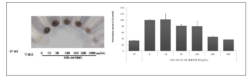 균주 (2-9)별 멜라닌 형성 저해 활성