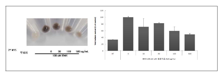 균주 (2-15)별 멜라닌 형성 저해 활성
