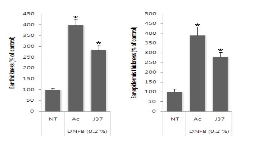 아토피 동물모델에서의 J37에 의한 귀상피와 귀의 두게 감소 (* p< 0.05).
