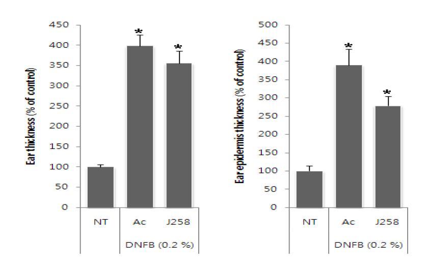 마우스 동물모델을 이용한 J258의 항아토피 활성. 귀와 귀상피 두께의 감소(* p< 0.05).