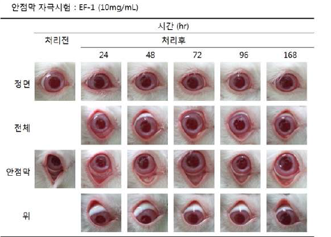 안점막 자극시험 (10mg)