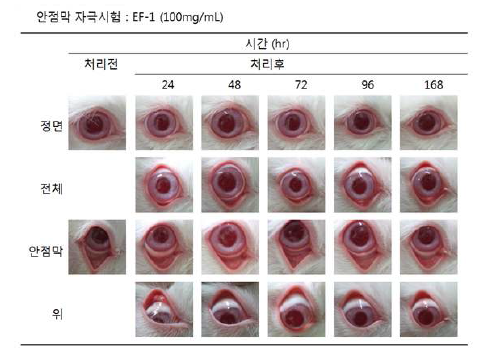 안점막 자극시험 (100mg)