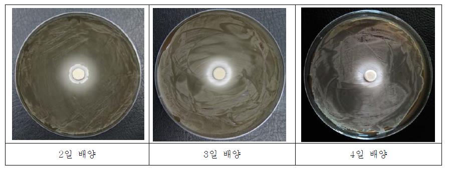 Pilot 발효조에서의 배양 일수별 멜라닌생성 억제물질 활성 비교