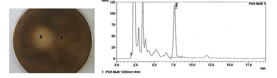 오픈칼럼 크로마토그라피 3번 분획의 HPLC 크로마토그램