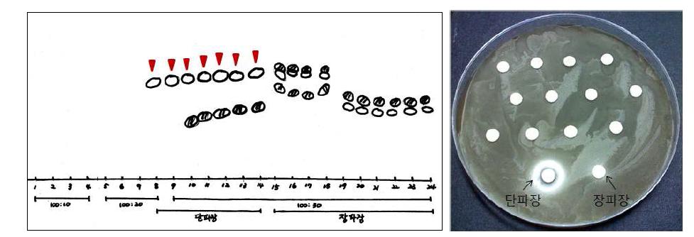 Silicagel을 이용한 2차 멜라닌 생성 억제물질의 분리 및 활성 비교