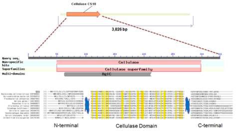 메타게놈 유전자은행에서 cellulase 도메인을 가진 shotgun 클론 CS10의 유전자 구조분석. 각 ORF의 도메인 분석과 multiple amino acid alignment의 결과를 나타내었다.