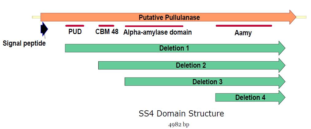 아밀레에즈 SS4의 유전자 구성. 전체 ORF에서 크게 5개의 특징적인 domain과 motif 부위가 검출되었다. 기능연구를 위하여 구성한 domain deletion 부위를 표시하였다.
