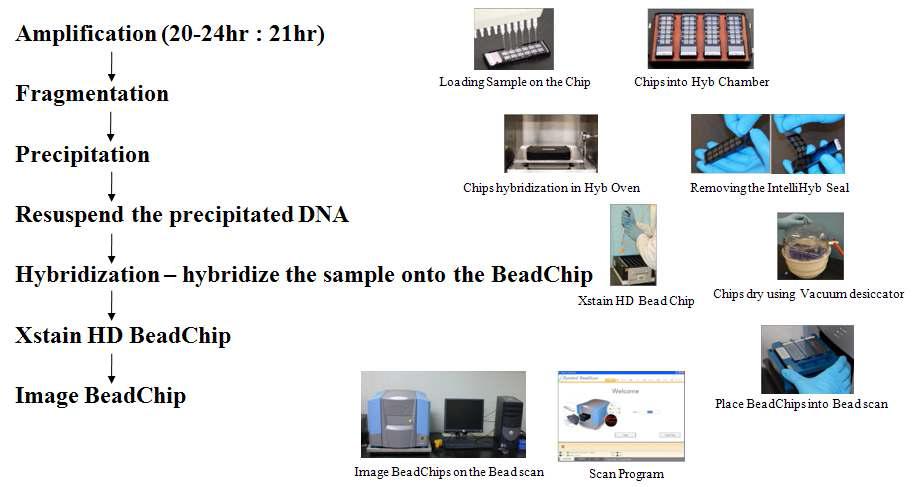 Porcine 60K SNP chip 분석 단계 모식도 및 참조 그림