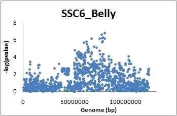 돼지 6번 염색체 상의 삼겹살 함량과 연관성이 있는 SNP의 위치