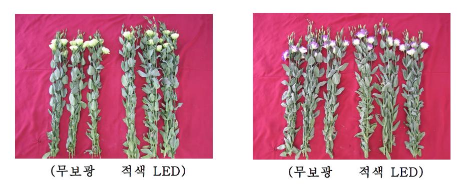 적색 LED 광처리와 꽃도라지의 생육 및 개화특성