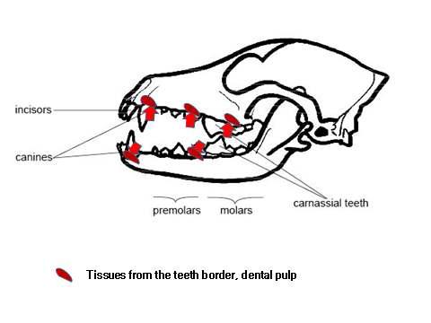 반려동물의 하악골과 상악골 치아 근접부의의 gum 추출부위
