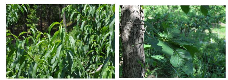 갈색여치 가해시기의 복숭아 잎(좌) 및 참나무잎