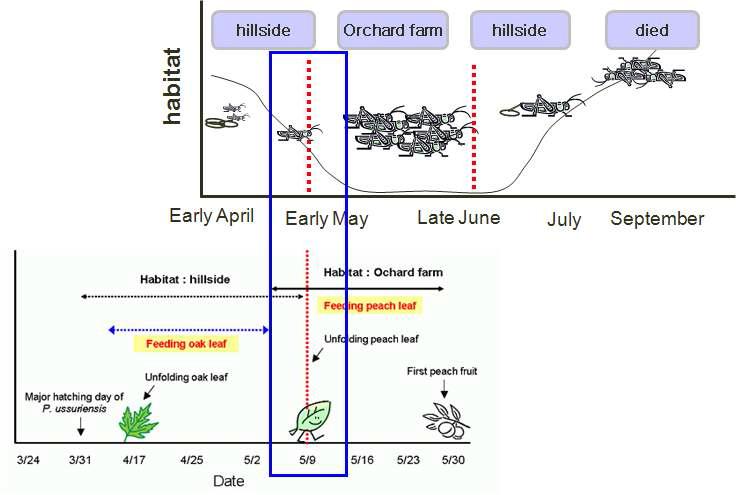 갈색여치가 서식처를 야산에서 과수원으로 이동하는 시기와 과수원 복숭아 개엽시기