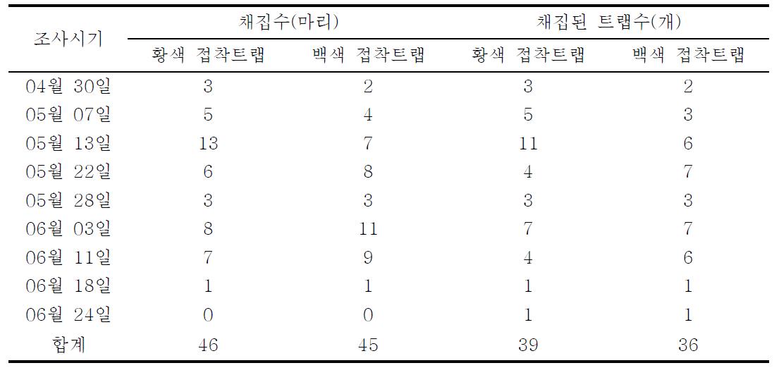 조사시기별 황색 및 백색 접착트랩에 채집된 갈색여치 마리수 및 트랩수