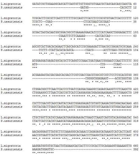 갈색여치의 shsp 유전자와 L. migratoria hsp 20.6 mRNA sequence(DQ355964) 염기서열 비교