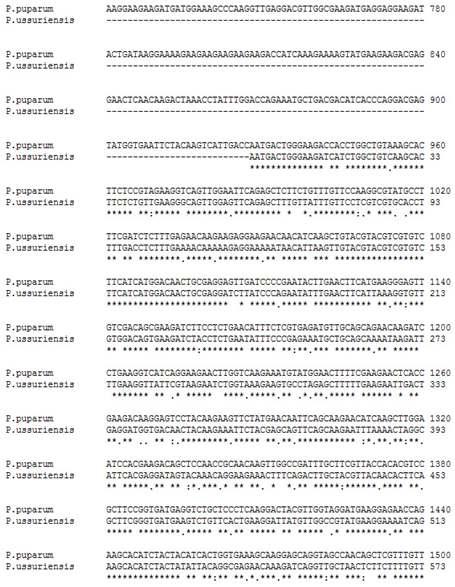 갈색여치의 hsp90 유전자와 P . puparum hsp90 염기서열 비교