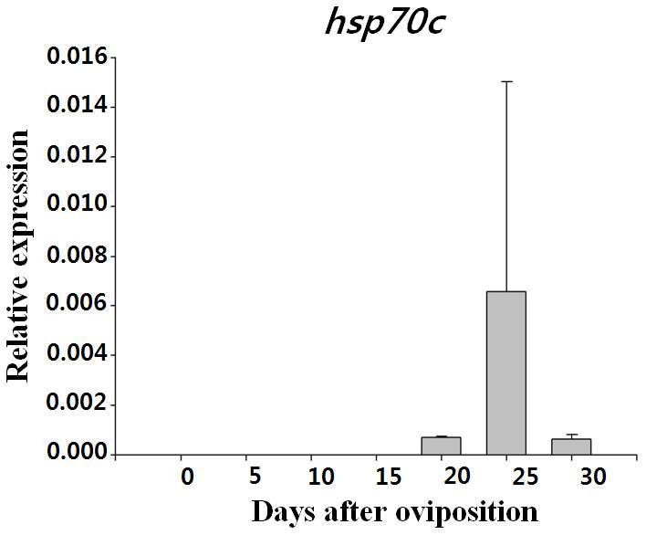 30℃에서의 휴면 초기단계 알의 hsp70c 유전자 발현