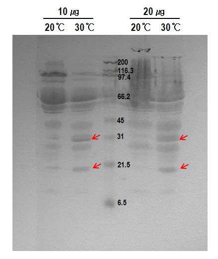 SDS-PA GE를 통해 휴면과 비휴면 알의 단백질 패턴 비교