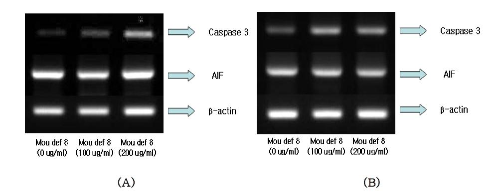 RT-PCR을 이용한 Apoptosis 확인 (A) : U937 , (B) : Jurkat