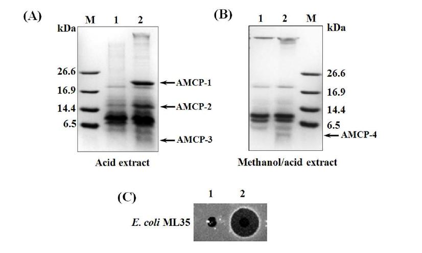 Isolation of antimicrobial candidate proteins (AMCP) from A.