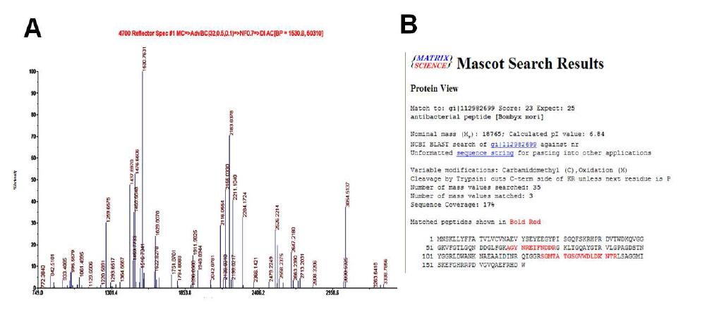MALDI-TOF-MS analysis (A) and Peptide mass fingerprinting (B) of AMCP-1.