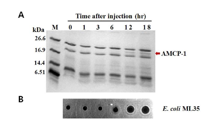 Time course expression analysis of AMCP-1 protein after immunization with bacterial LPS.