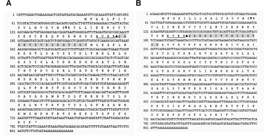 Nucleotide and deduced amino acid sequences of A.