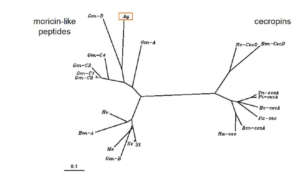 Unrooted phylogram showing the relationships among members of the moricin-like peptide and cecropin family.