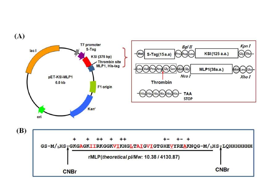 The construction of recombinant plasmid for expression of KSI-MLP fusion protein.