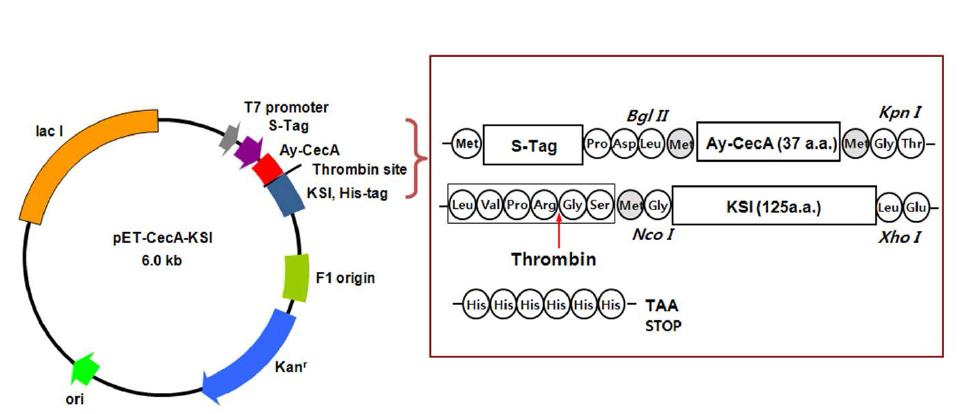 The construction of recombinant plasmid for expression of CecA-KSI fusion protein.