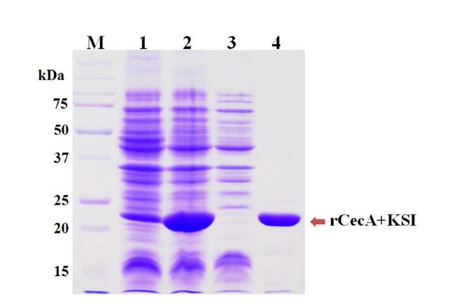 Analysis of Expressed CecA-KSI fusion protein by SDS-polyacrylamide gel electrophoresis.