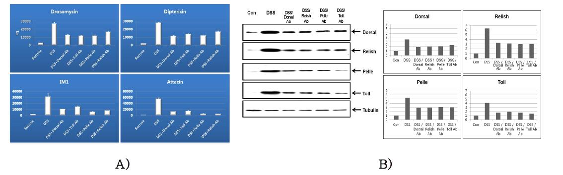 DSS와 dorsal, Toll 및 pelle 항체 동시 투여 후 AMP 발현 분석