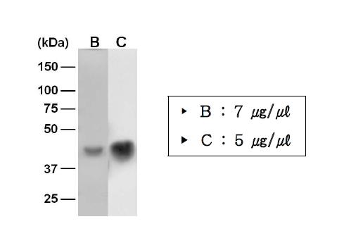 Yorkie(B)와 scalloped(C) 재조합 단백질 순수분리