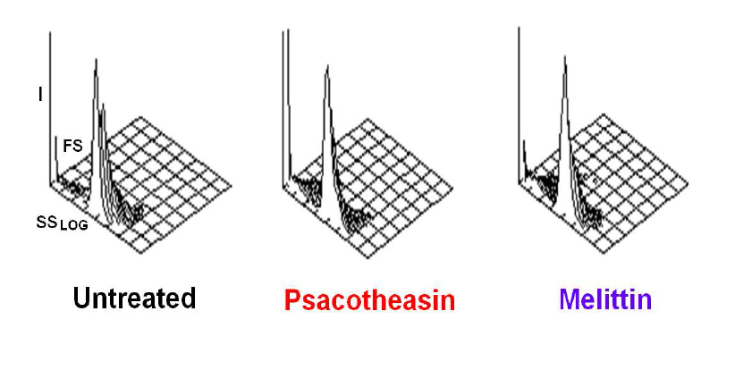 Psacotheasin의 진균 세포막의 형태학적인 변화에 대한 영향 검토