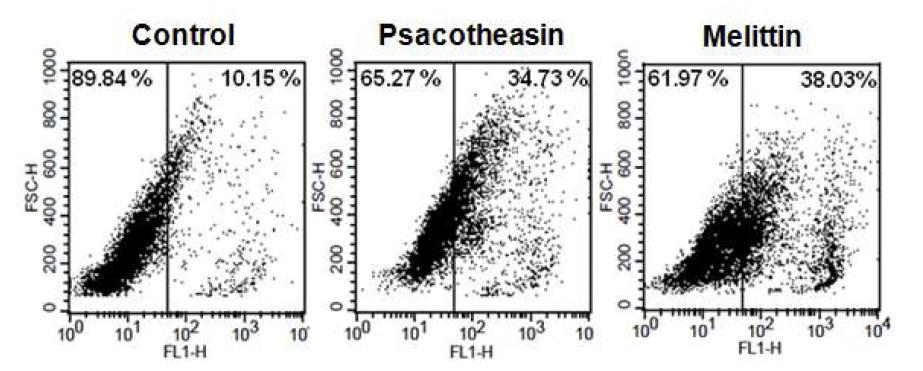 Psacotheasin의 세포막에 대한 영향 검토