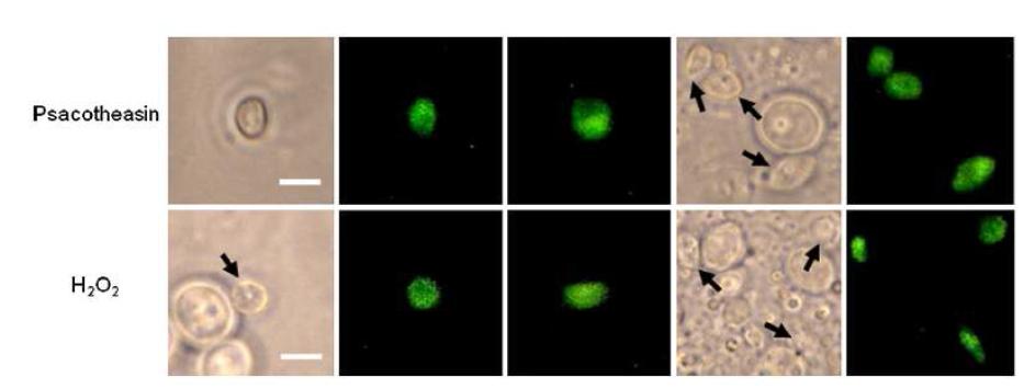 Psacotheasin의 Phosphatidylserine Externalization 유도 검토