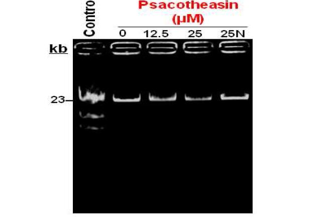 Psacotheasin의 DNA와의 결합 유무 검토