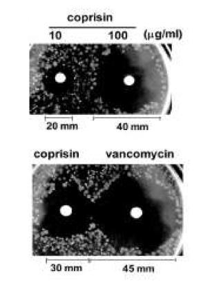 Coprisin의 항생효과 (2)