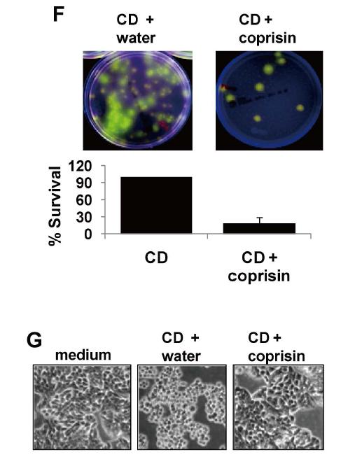 CopA3(coprisin)은 Cd균이 분비하는 톡신양도 감소시킴