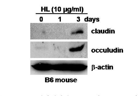 CopA3(HL)는 TER 조절단백질인 claudin과 occludin 단백질의 발현량을 증가