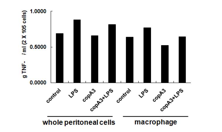 쥐에서 분리한 대식세포 활성화에 대한 CopA3의 효과