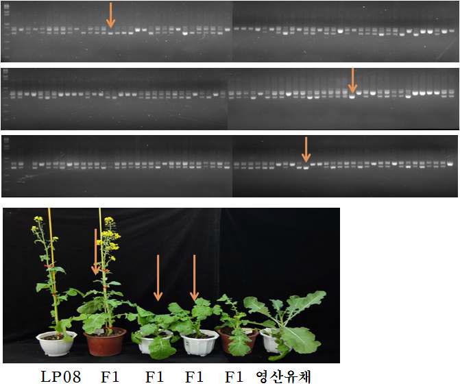 LP08 과 영산유채 교배 후대 F2에서 노란종피색 교잡 후대 유채종 선발