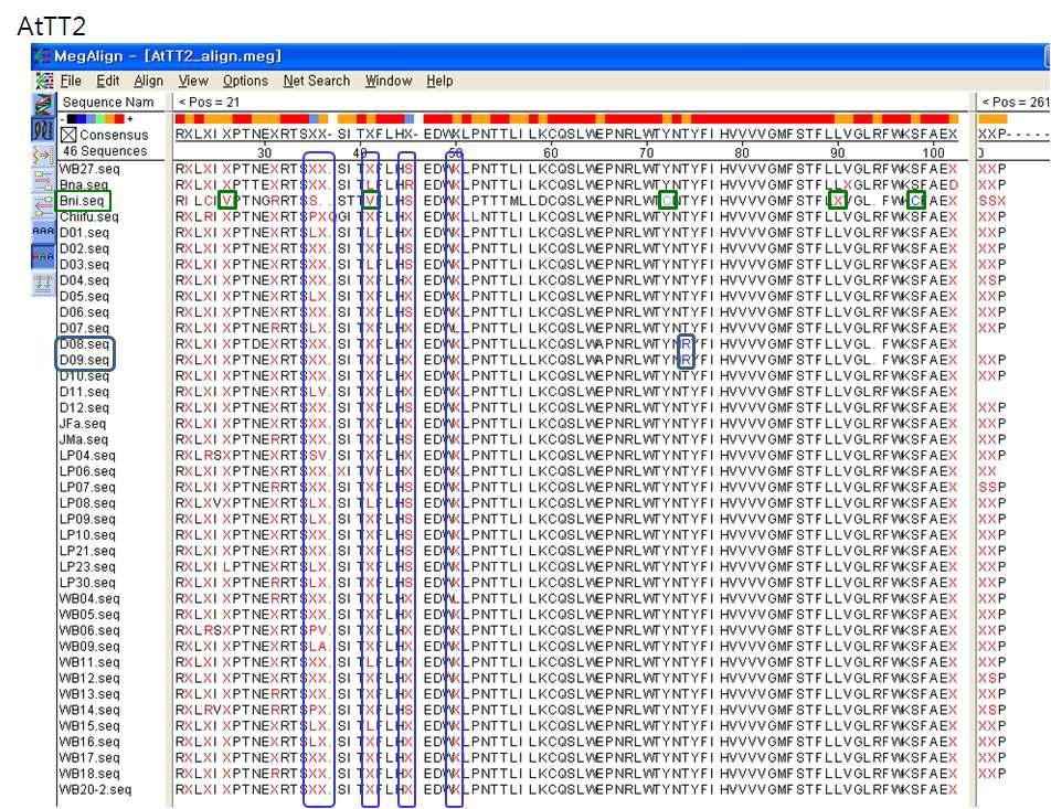 AtTT2 유전자를 이용한 48개 배추아종 분석과 그 SNP 예