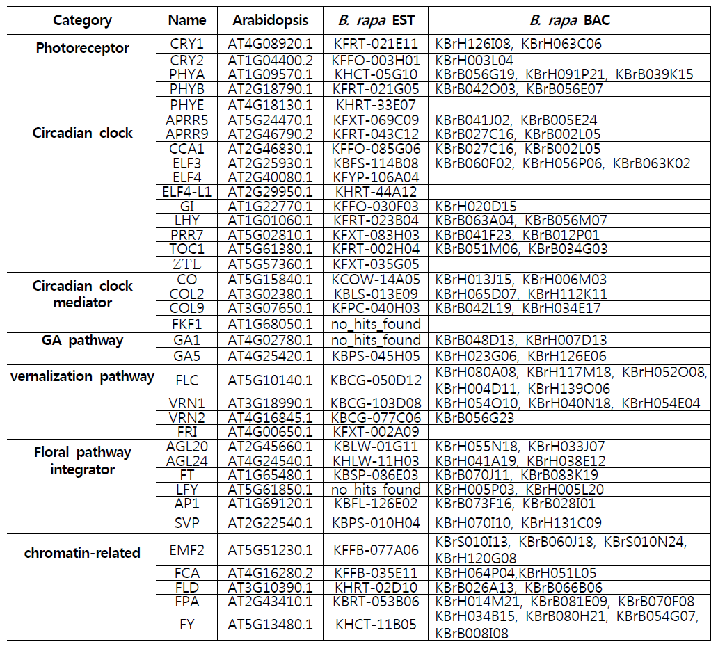 애기장대 개화 조절 유전자 서열을 포함하고 있는 배추 ESTs 및 BACs 정보
