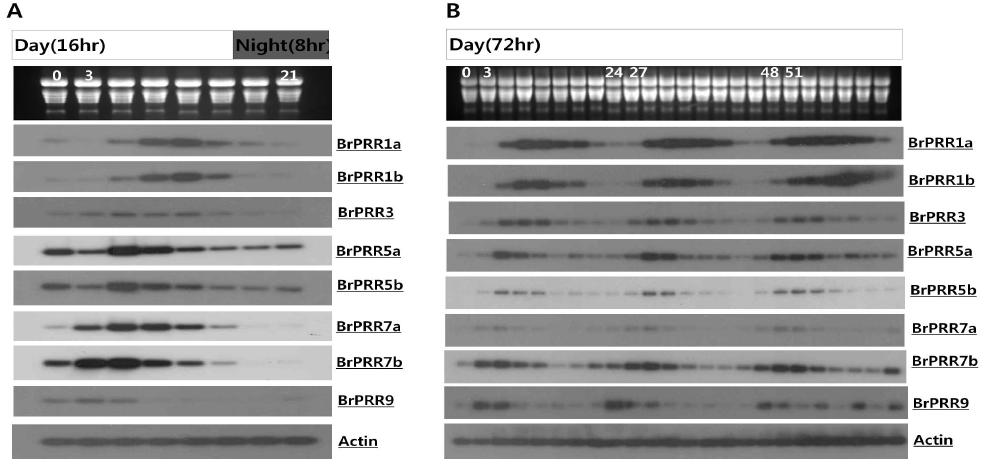 BrPRR 유전자의 일일 주기 발현 분석