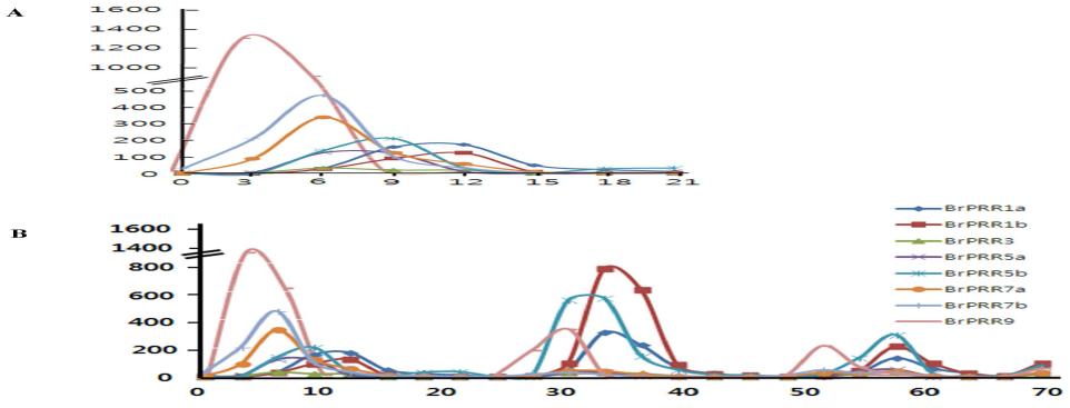 BrPRR 유전자의 일일 주기 발현 정량 분석