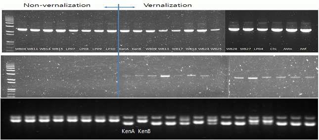 22 배추 아종 내 보존된 BrP R R 1a(위)와 1b(가운데)의 PCR 분석