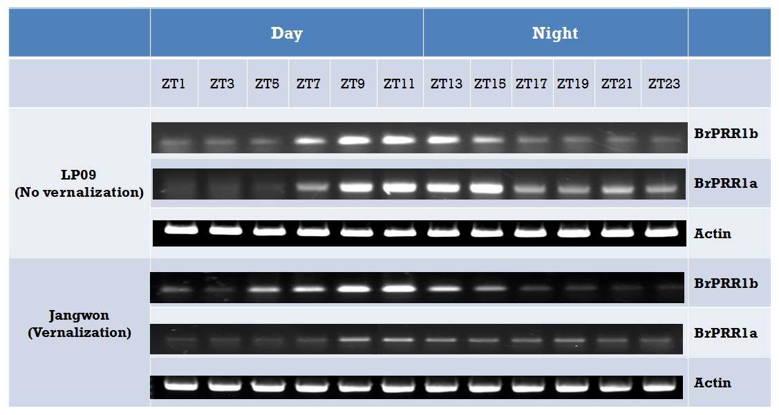 개화형이 다른 두 배추 아종의 생체시계 유전자 BrPRR1a와 1b의 1일 주기