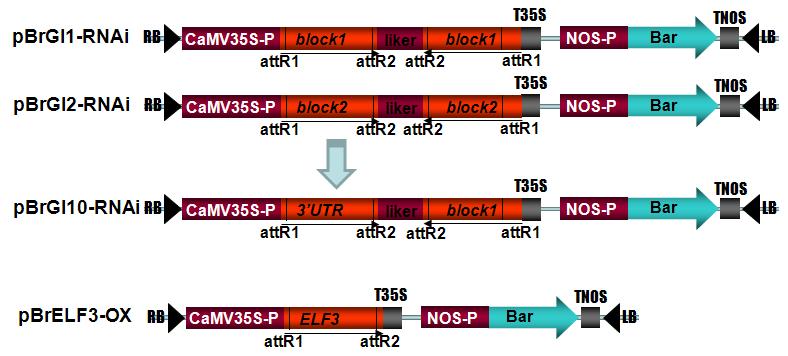 BrGI-RNAi 및 ELF3-OX 벡터 제작